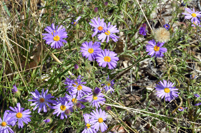 Hoary Tansyaster is a summer bloomer usually in flower from June to November.  Dieteria canescens